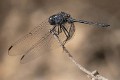 Trithemis aconita 3